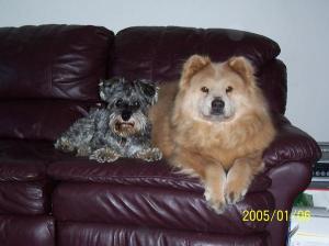 meet my doggies.  this is kinley and xena.  so cute here.